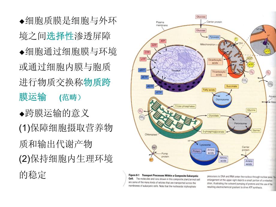 第五章 物质的跨膜运输_第2页