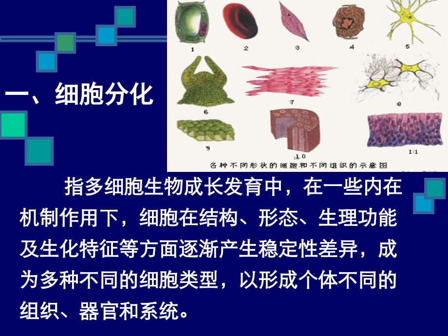 细胞分化分子机制_第3页