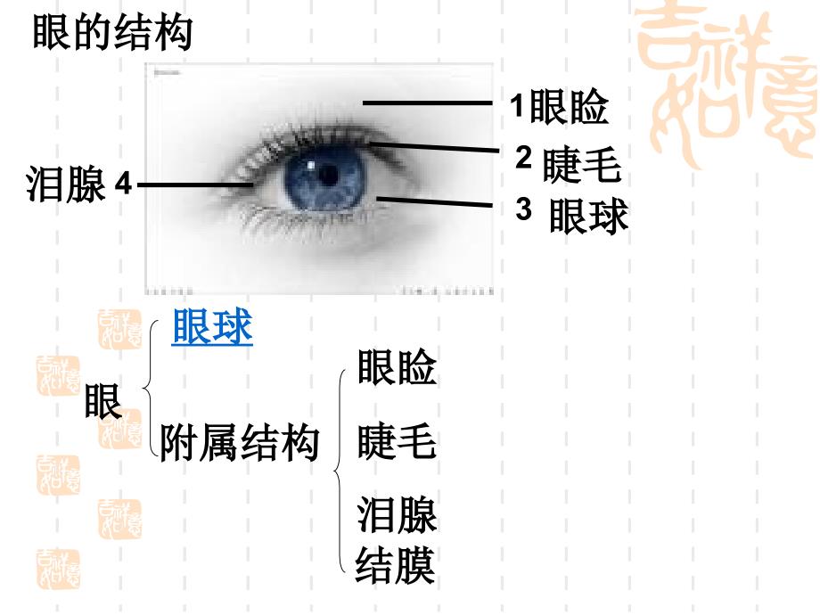 生物信息的获取视觉,听觉的形成,神经系统 ppt课件_第2页