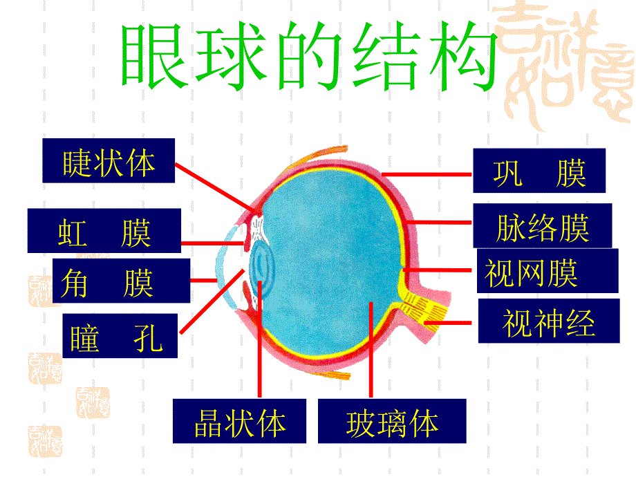 生物信息的获取视觉,听觉的形成,神经系统 ppt课件_第3页