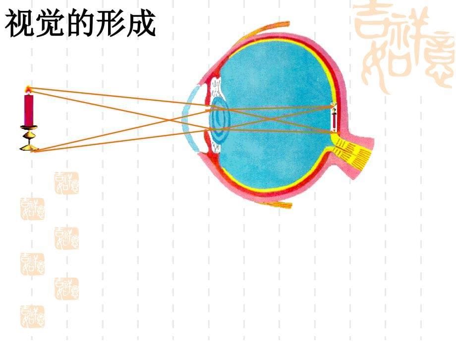 生物信息的获取视觉,听觉的形成,神经系统 ppt课件_第5页