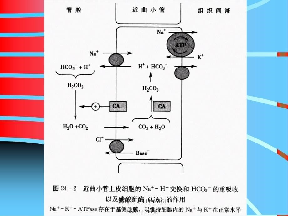 海药-利尿1189651616课件_第5页