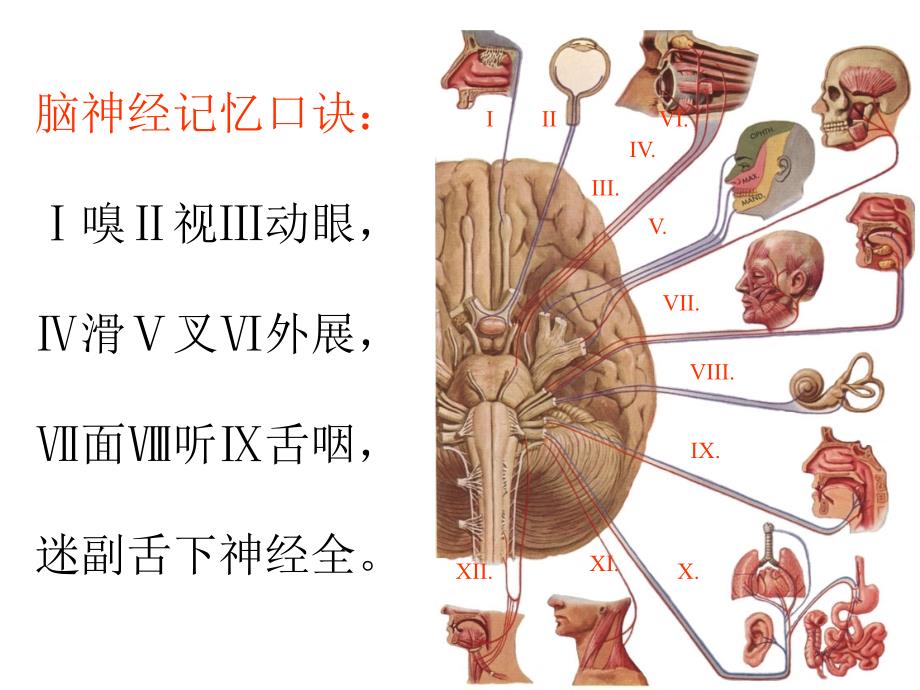 中枢神经系统——脑ppt课件_第4页