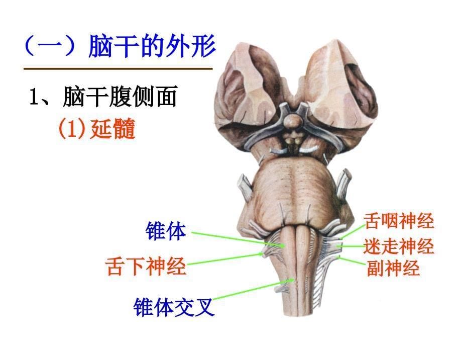 中枢神经系统——脑ppt课件_第5页