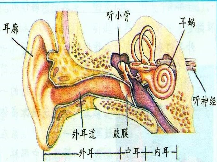 四年级科学上册ppt课件_第5页