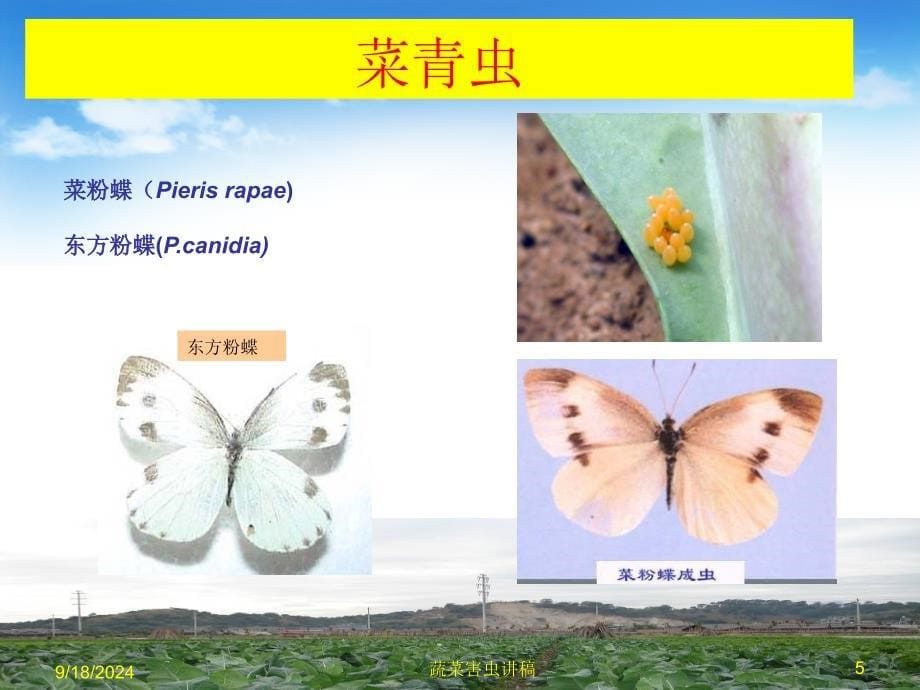 农业昆虫学实验：第四章 蔬菜害虫_第5页