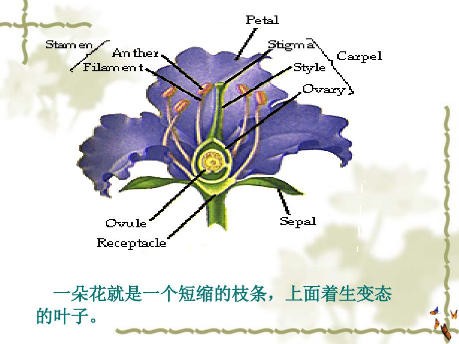 花的形态结构ppt参考课件_第4页