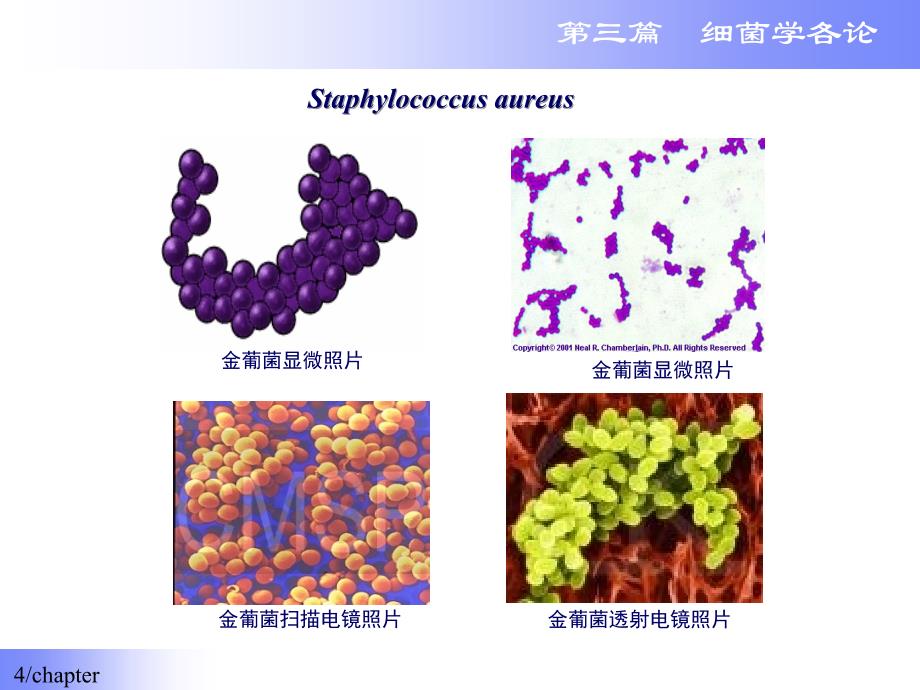 第二篇细菌学各论_第4页