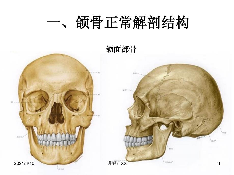 第五章口腔种植的组织解剖学基础参考_第3页