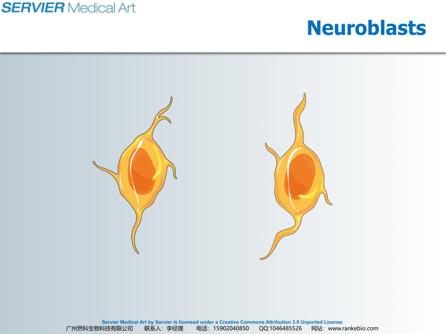 Neural_cells_第3页