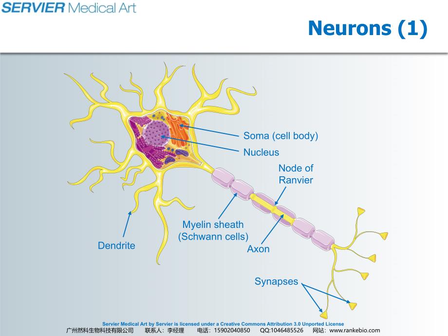 Neural_cells_第4页