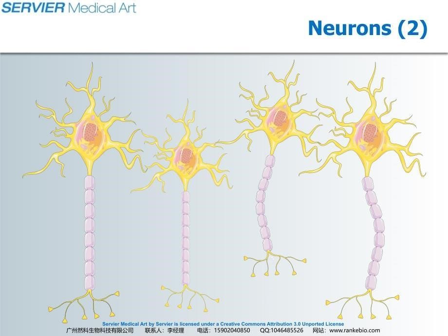 Neural_cells_第5页