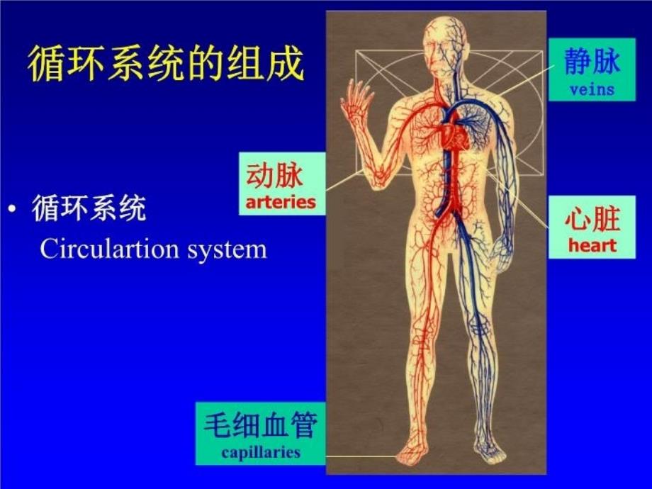 最新循环查体视触扣PPT课件_第3页