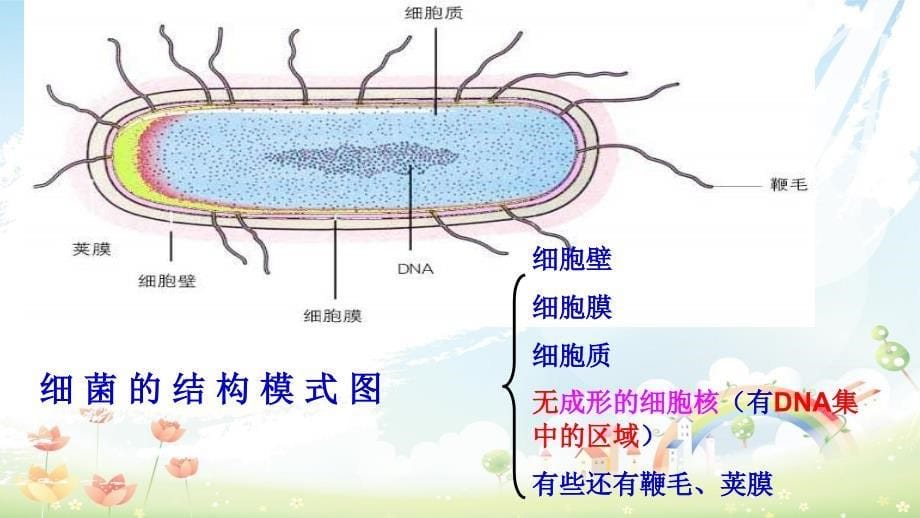 初中八年级生物上册细菌、真菌和病毒复习课件(人教版)_第5页