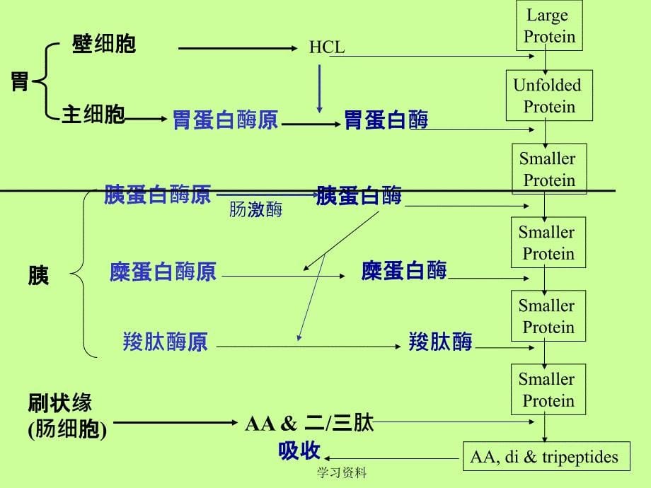 第二讲 动物对蛋白质的消化#学习资料_第5页