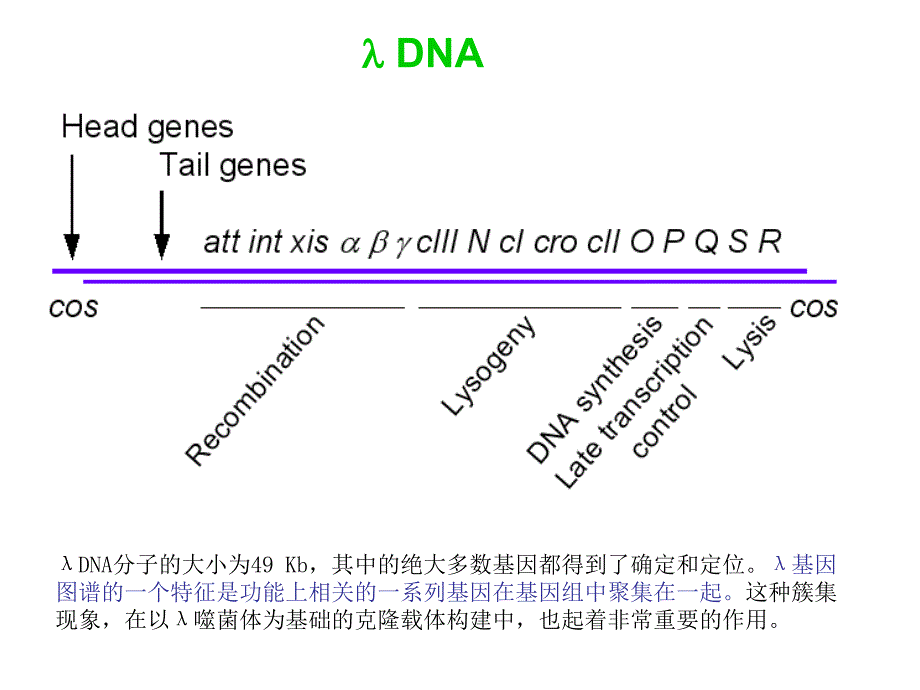 M13基因组的复制型非常像质粒_第2页