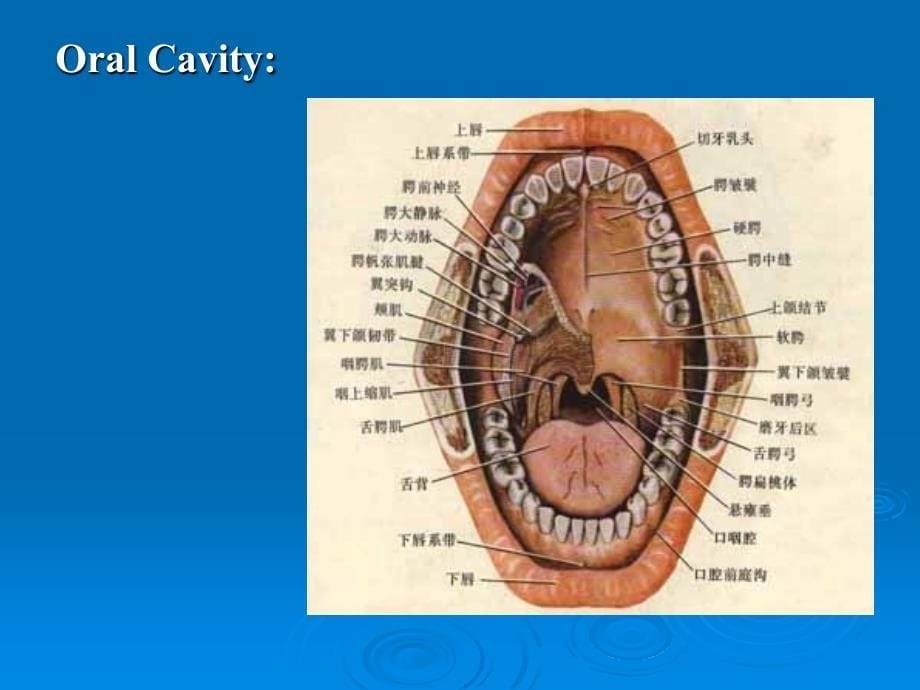 口腔科医学课件：口腔颌面部解剖生理2016_第5页