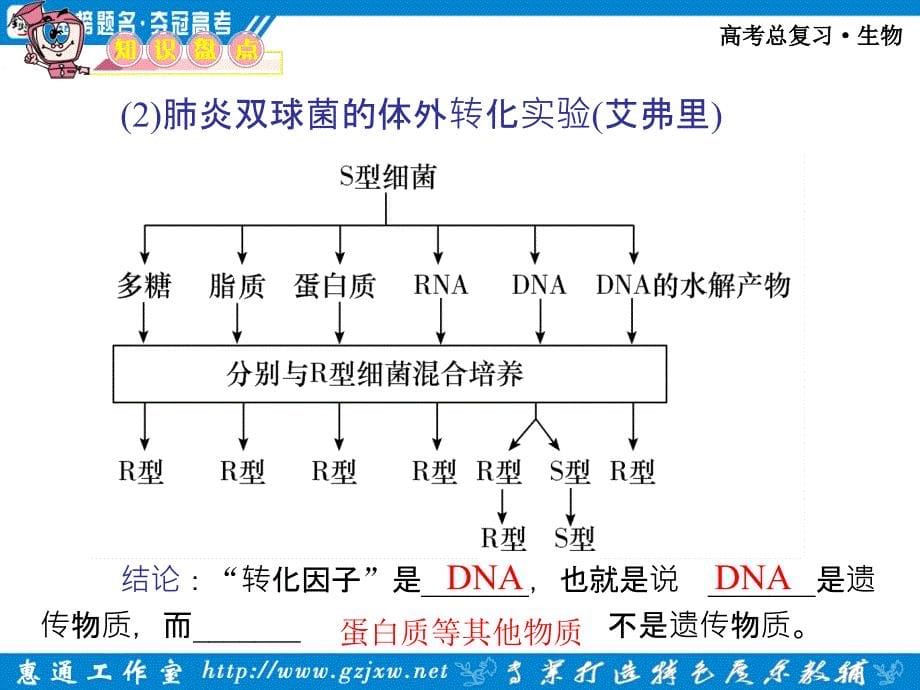 第一章第2节DNA是主要的遗传物质_第5页