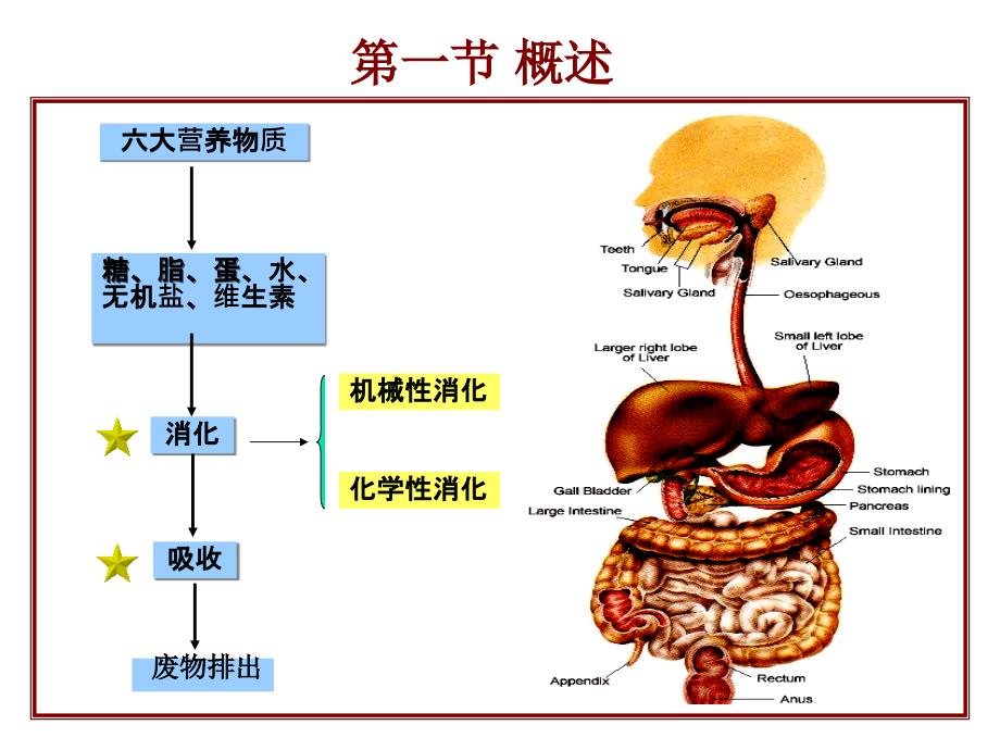 第六篇--消化系统-张课件_第2页