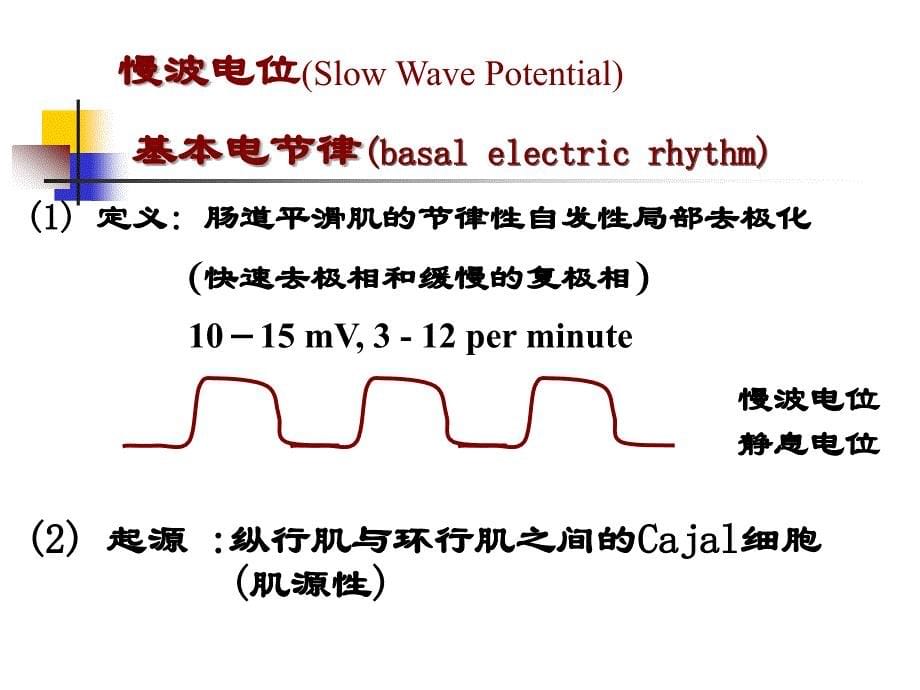 第六篇--消化系统-张课件_第5页