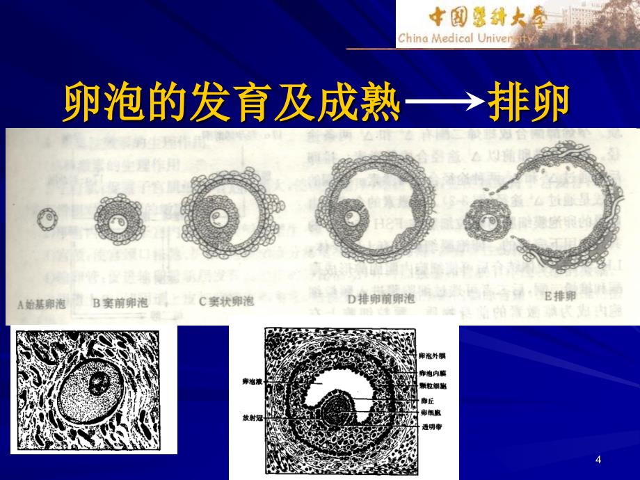 女性生殖系统生理功能_第4页