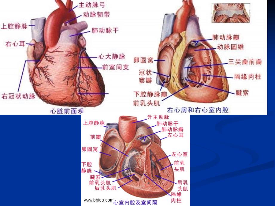 超声心动图巡诊_第4页