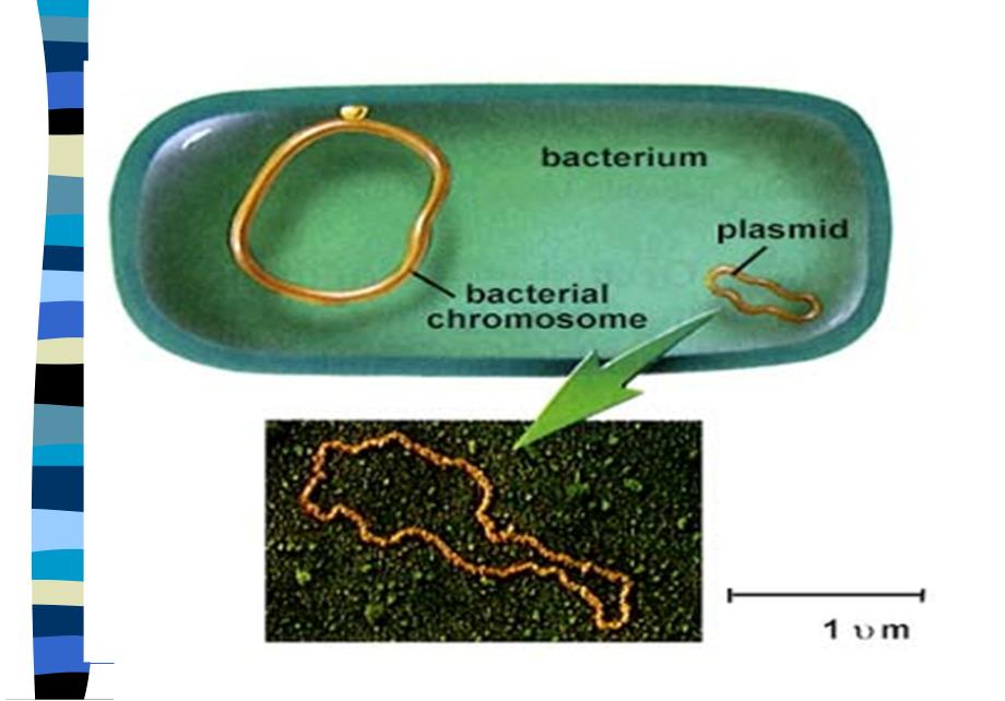 生物工艺学课件之第二章生物工业菌种与种子扩大培养_第4页