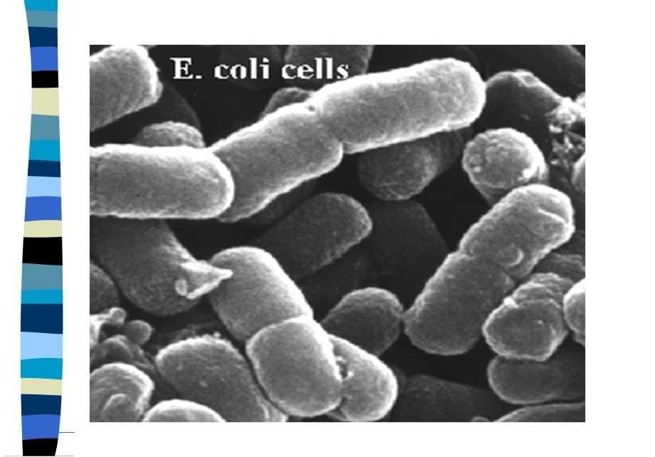 生物工艺学课件之第二章生物工业菌种与种子扩大培养_第5页