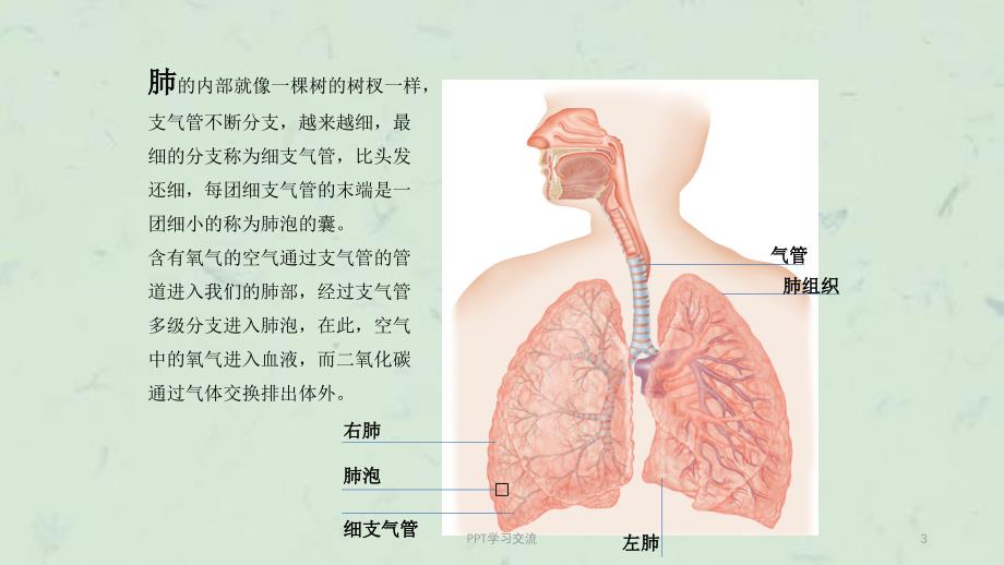 肺部疾病的防治课件_第3页