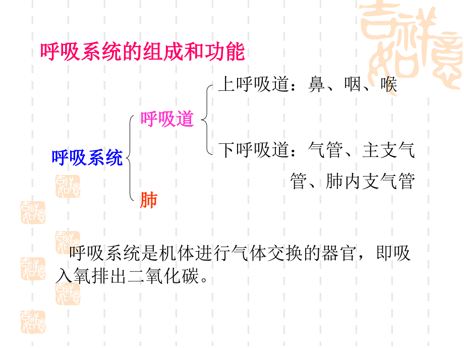 呼吸系统解剖ppt课件_第3页