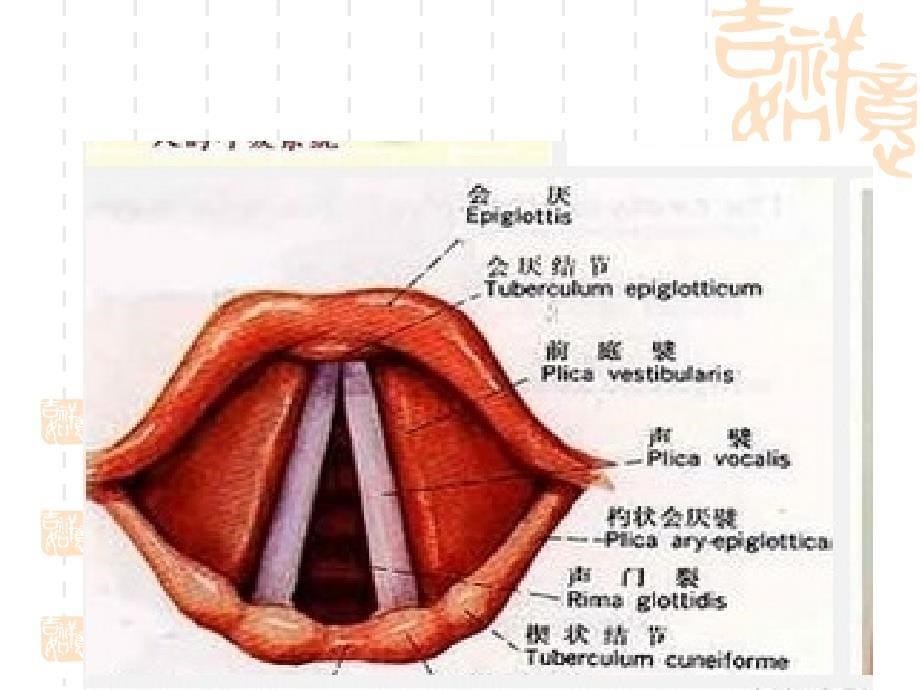 呼吸系统解剖ppt课件_第5页