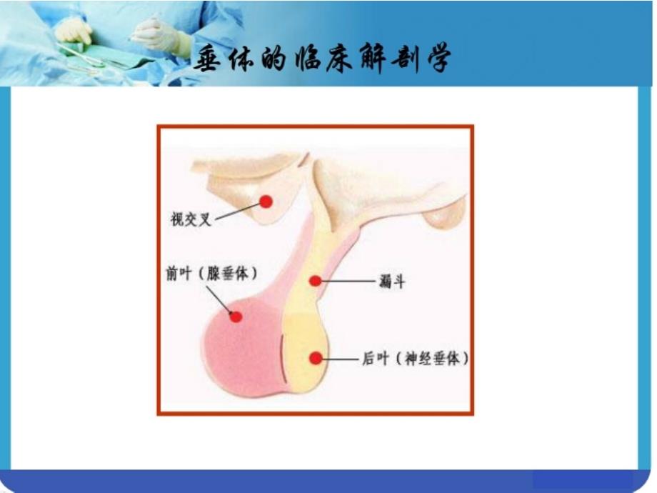 垂体解剖及临床PPT课件_第4页