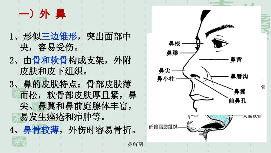 鼻解剖优质课件_第3页