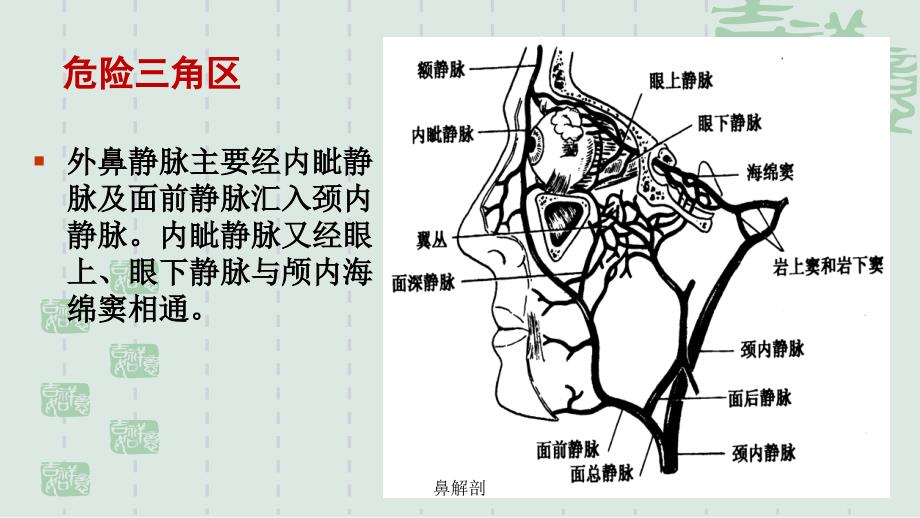 鼻解剖优质课件_第4页