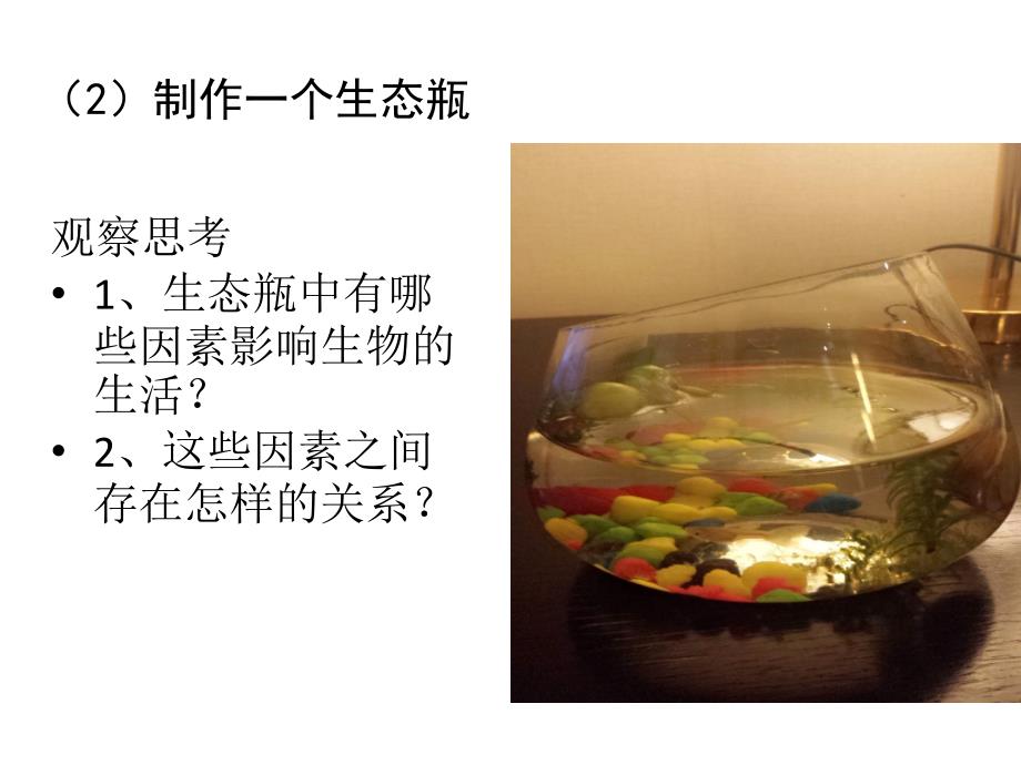制作一个生态瓶_第1页