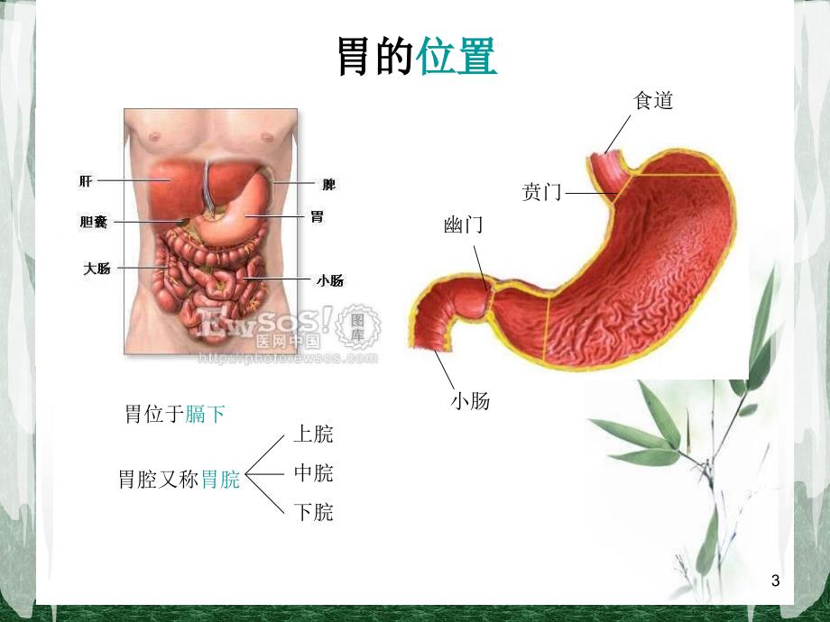 胃中医基础理论PPT参考幻灯片_第3页