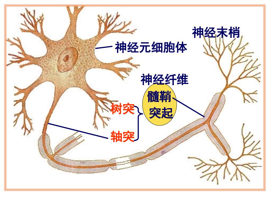 _通过神经系统的调节2_第4页