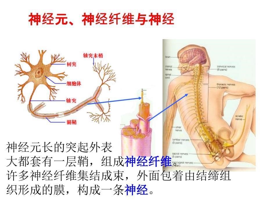 _通过神经系统的调节2_第5页