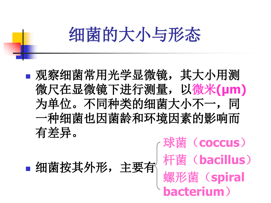 《细菌的形态结构》PPT课件_第3页