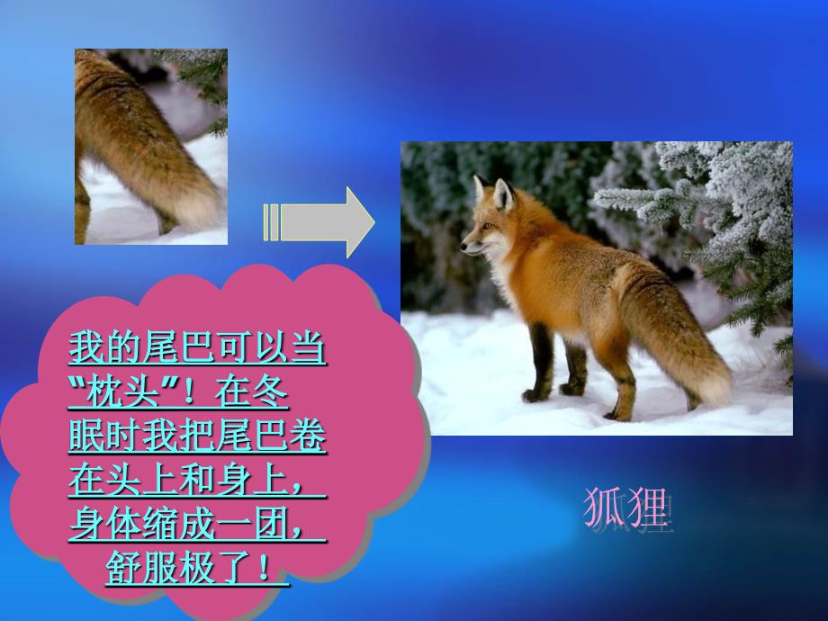 动 物 的 尾 巴.ppt_第2页