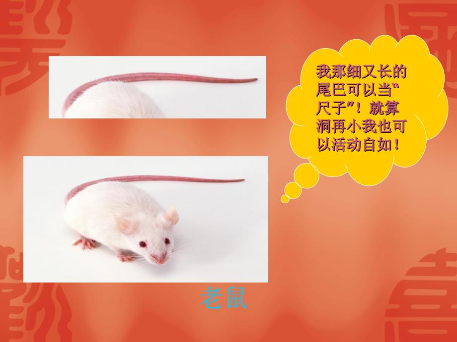 动 物 的 尾 巴.ppt_第4页