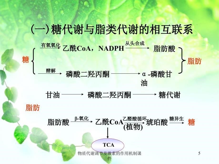 物质代谢调节及激素的作用机制课件_第5页