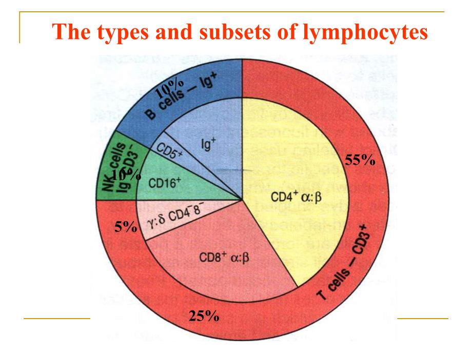 第九章淋巴细胞_第4页