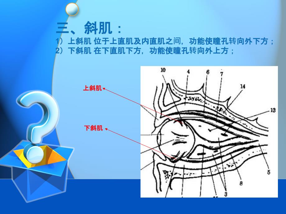 眼外肌常见疾病_第4页