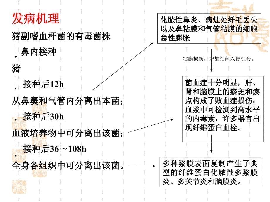 沈阳农业大学畜牧兽医学院猪病学课件副猪嗜血杆菌病_第5页