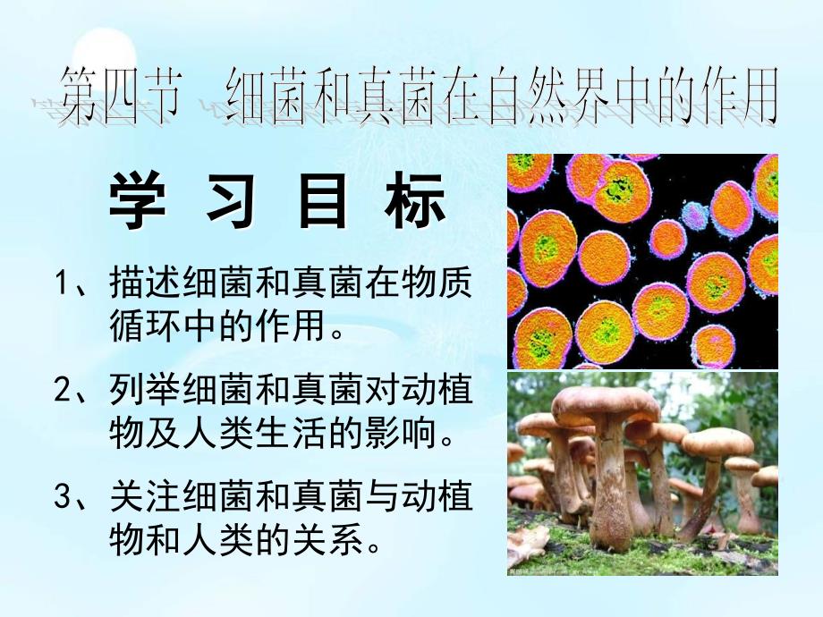 人教版八年级生物上册课件544细菌和真菌在自然界中的作用_第1页