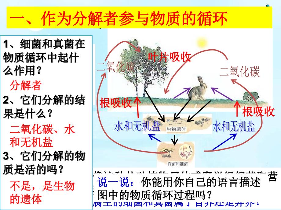 人教版八年级生物上册课件544细菌和真菌在自然界中的作用_第3页