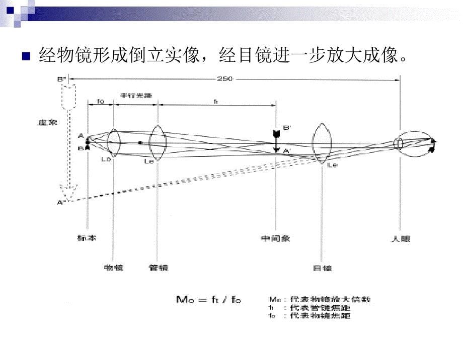 《实验一细胞形态》PPT课件.ppt_第5页