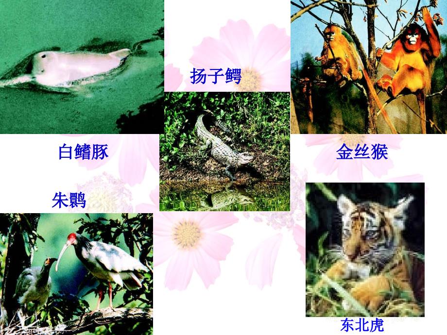 保护生物的多样性课件4_第4页