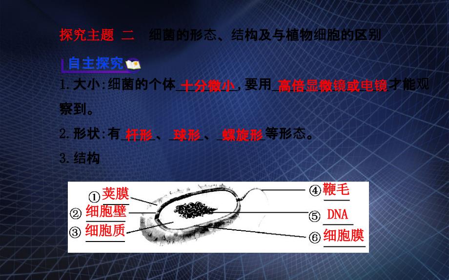 八年级生物上册第五单元第四章第二节细菌课件新版新人教版课件_第3页